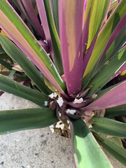 Tradescantia spathacea