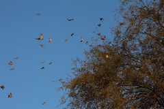 Haemorhous mexicanus