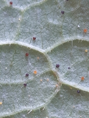 Phyllactinia guttata