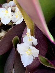 Tradescantia spathacea