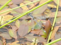 Lestes stultus