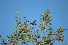 Cynanthus latirostris