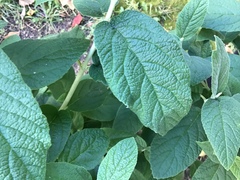 Viburnum rhytidophyllum