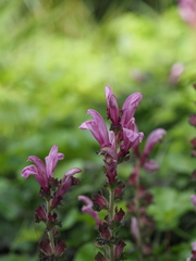 Pedicularis nipponica