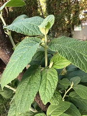 Viburnum rhytidophyllum