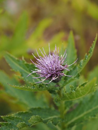 Cirsium ugoense iNat (2)