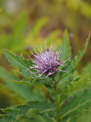 Cirsium ugoense