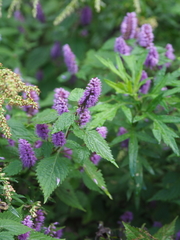 Elsholtzia nipponica