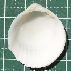 Vasticardium pectiniforme