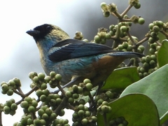 Tangara labradorides