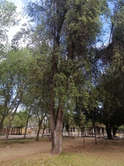 Quillaja saponaria