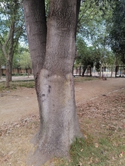 Quillaja saponaria