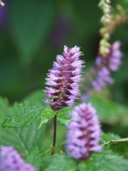 Elsholtzia nipponica