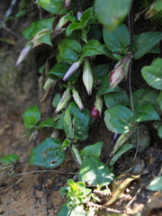 Tripterospermum trinervium