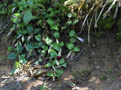 Tripterospermum trinervium