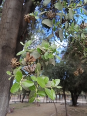 Quillaja saponaria