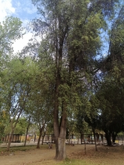 Quillaja saponaria