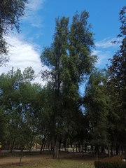 Quillaja saponaria