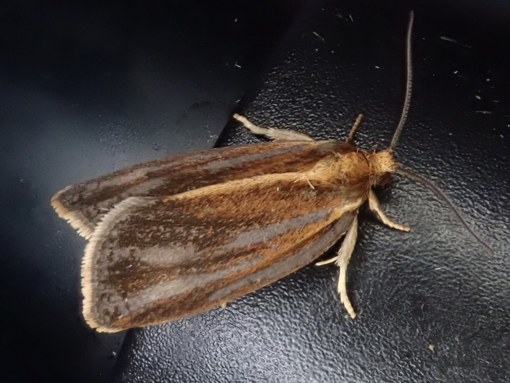 Archips abiephaga