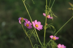 Cosmos bipinnatus