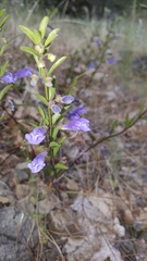 Scutellaria antirrhinoides