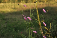 Cosmos bipinnatus