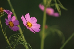 Cosmos bipinnatus