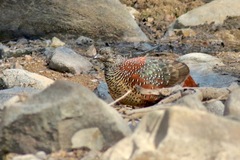 Galloperdix lunulata