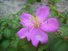 Heterocentron elegans