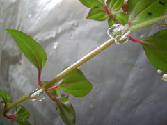 Heterocentron elegans