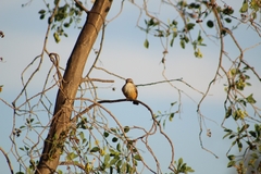 Pyrocephalus rubinus