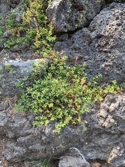 Penstemon davidsonii davidsonii