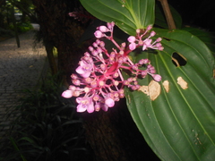 Medinilla magnifica
