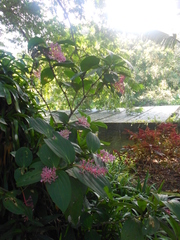 Medinilla magnifica