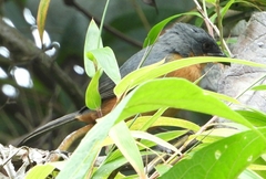 Creurgops verticalis
