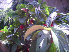 Medinilla miniata