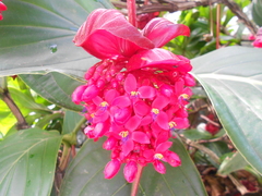 Medinilla miniata