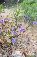 Scutellaria antirrhinoides