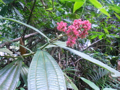 Miconia melastomoides