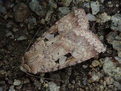 Diarsia nipponica