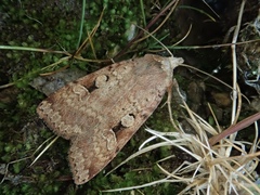 Diarsia nipponica