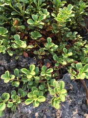 Penstemon davidsonii davidsonii