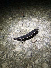 Pyrocoelia atripennis