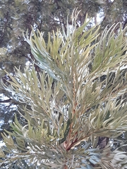 Grevillea robusta