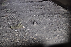 Caprimulgus affinis stictomus