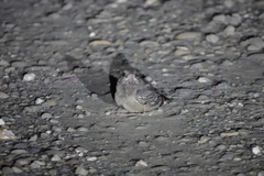 Caprimulgus affinis stictomus