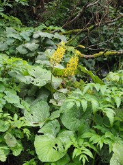 Ligularia fischeri