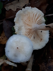 Hygrophorus hedrychii