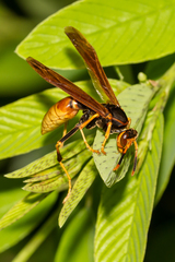 Polistes comanchus comanchus