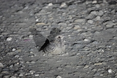 Caprimulgus affinis stictomus